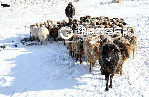 新疆：牛羊也“发福”，空气能开启采暖立异时代